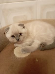 Сестрички Бесподобно Красиві