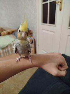 Корела маленькі