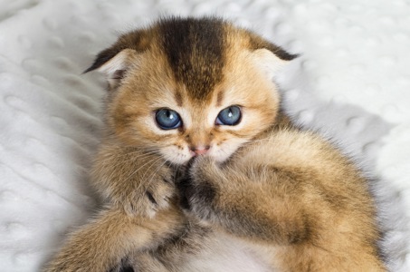Шотландські кошенята