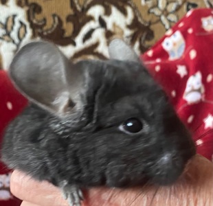 Шиншилла гарний хлопчик