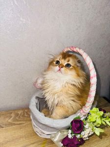 Кошенята шотландська "Золота шиншилла"