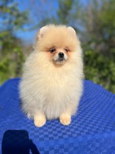 Померанский шпиц мальчик