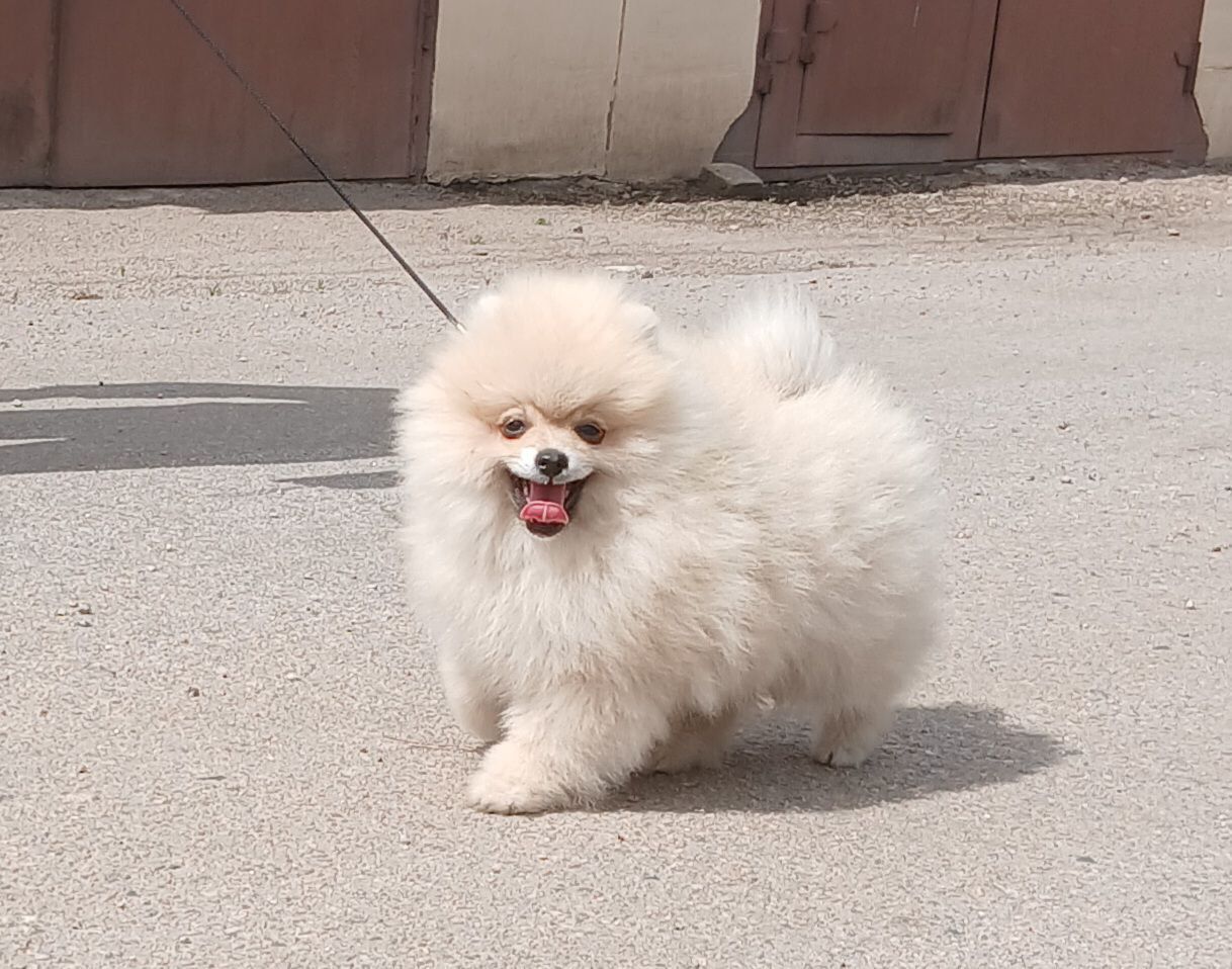 цуценя померанського шпiца