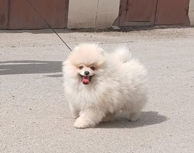 цуценя померанського шпiца