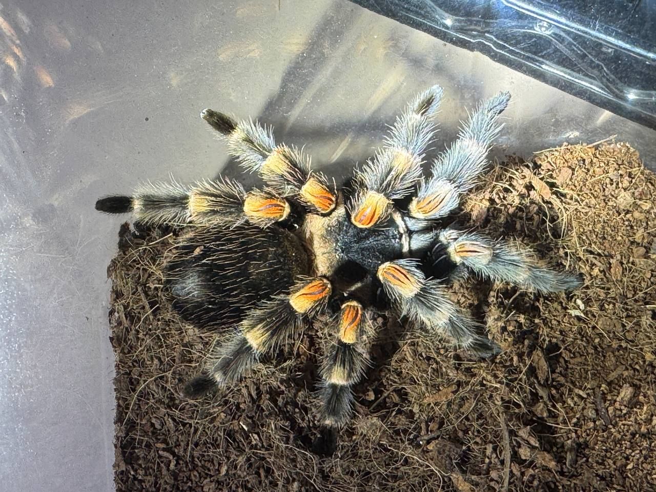 Павук птахоїд паук птицеед Brachypelma smithi для новачьків