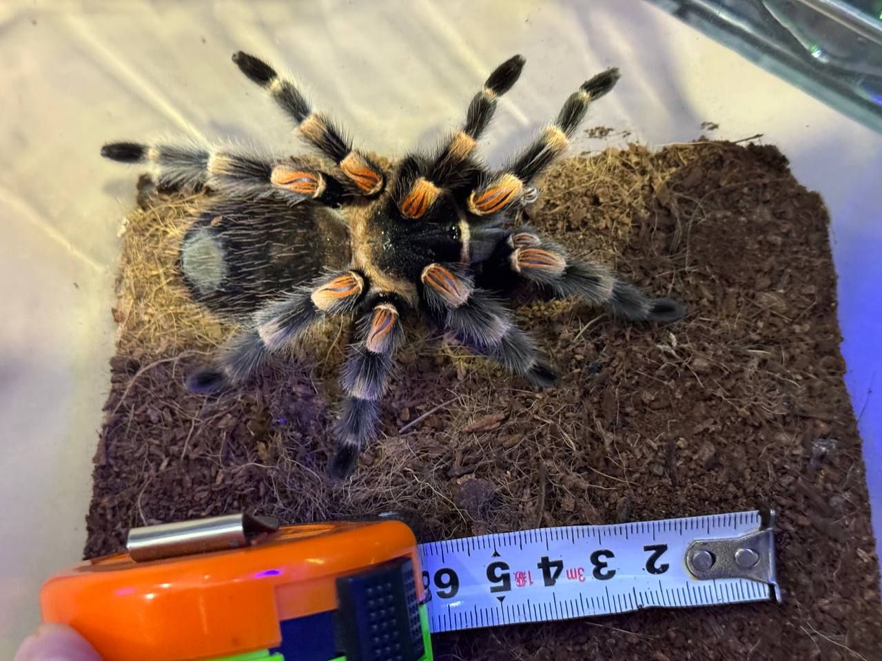Павук птахоїд паук птицеед Brachypelma smithi для новачьків