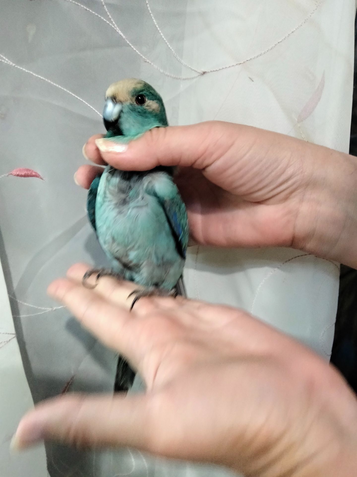 Синий какарик