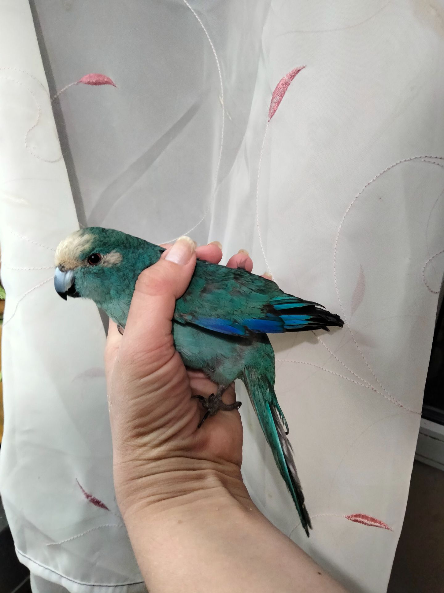 Синий какарик