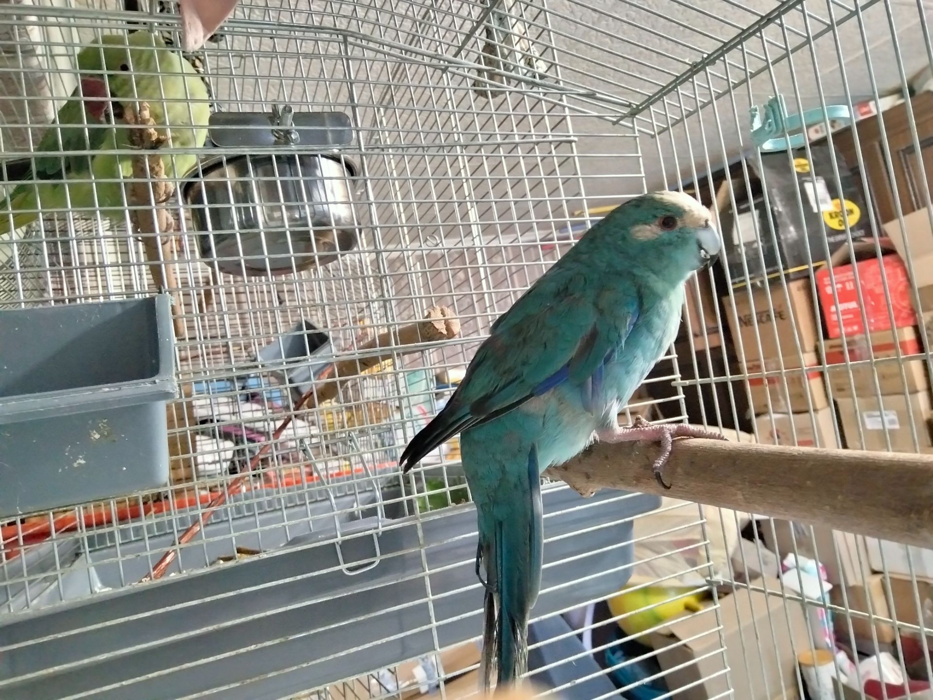 Синий какарик