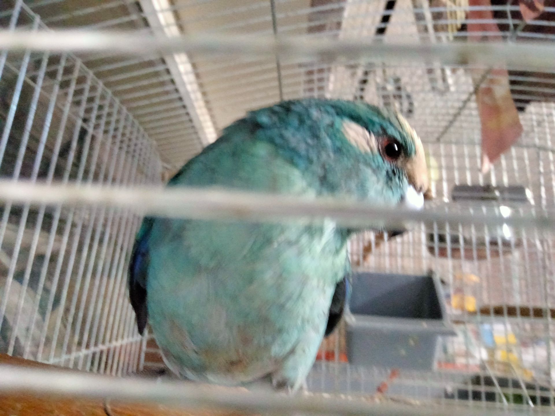 Синий какарик