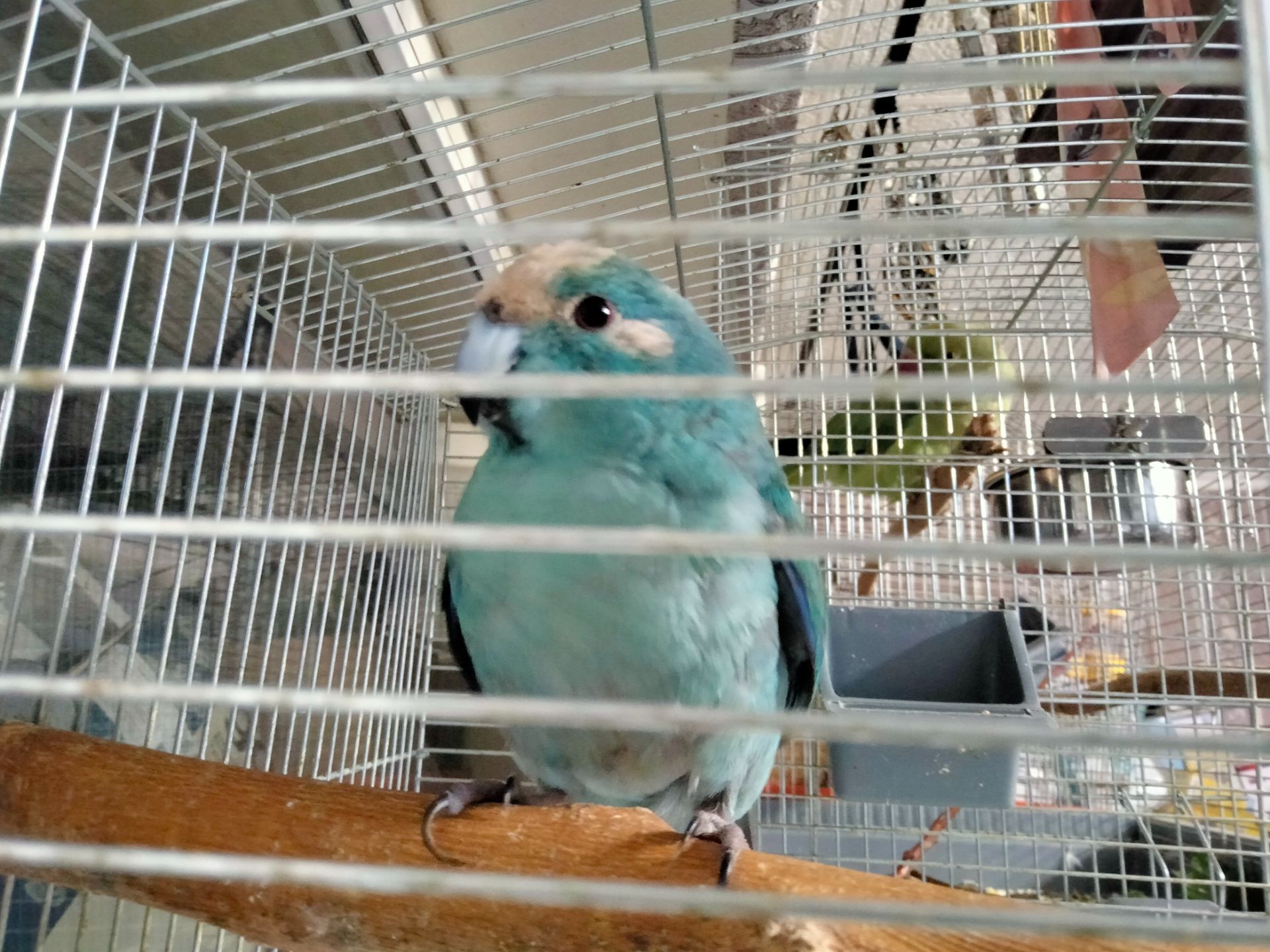 Синий какарик