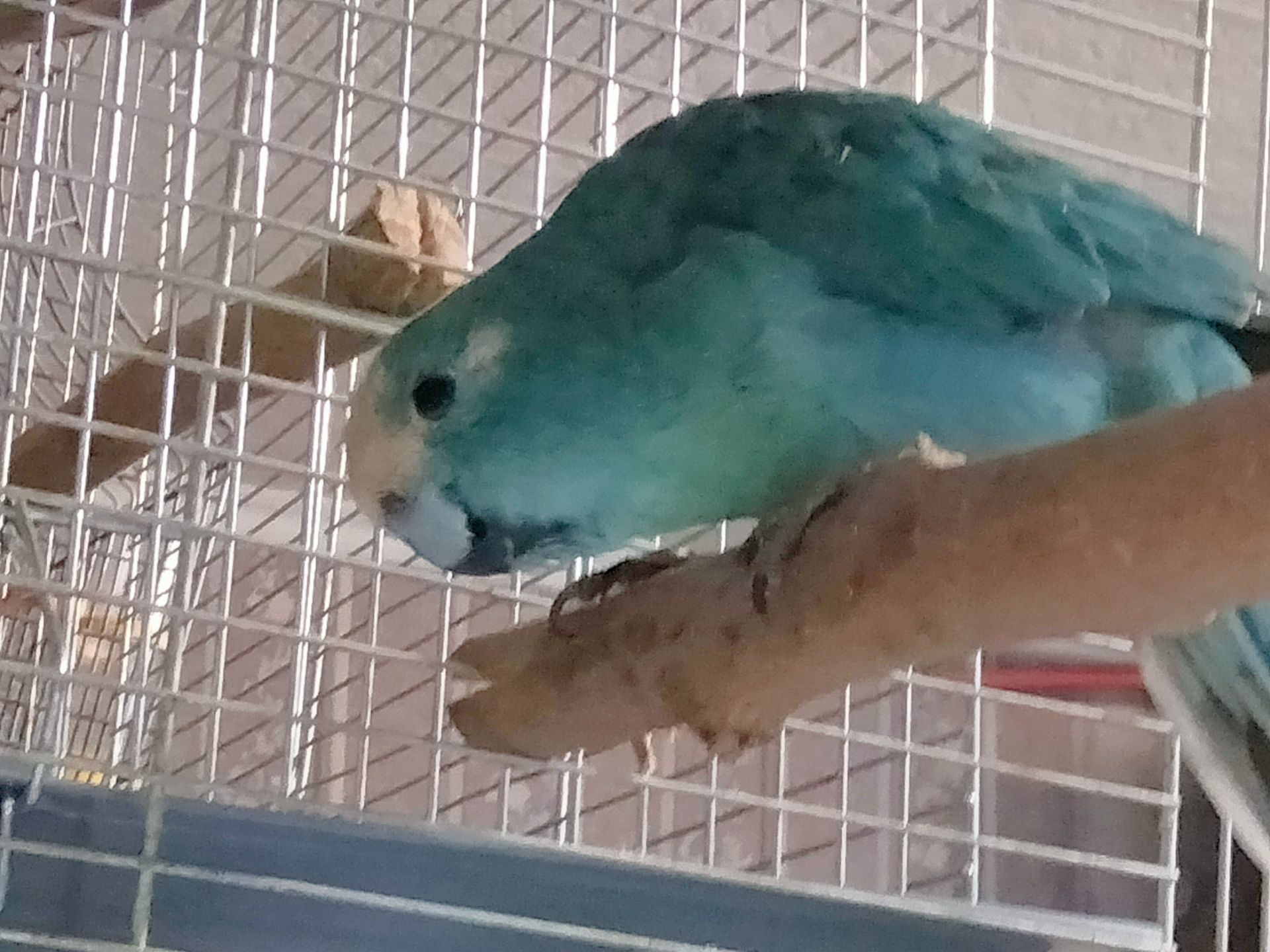 Синий какарик