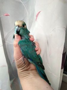 Синий какарик