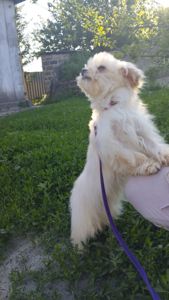 Мальтипу F1 мальчик мини