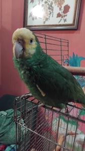 Кубинський амазон