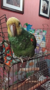 Кубинський амазон