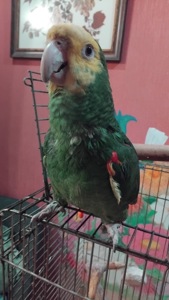 Кубинський амазон