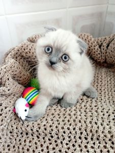 Милі Кошенята шукають дім