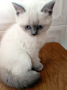 Милі Кошенята шукають дім