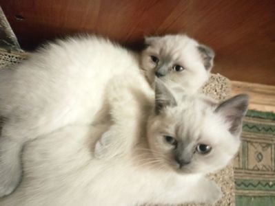 Милі Кошенята шукають дім
