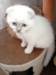 Милі Кошенята шукають дім