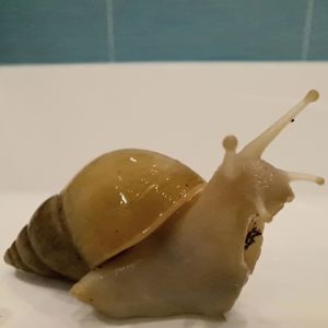 Лимонна Ахатина