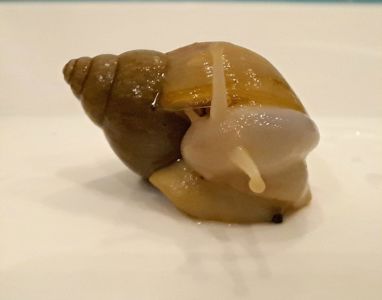 Лимонна Ахатина