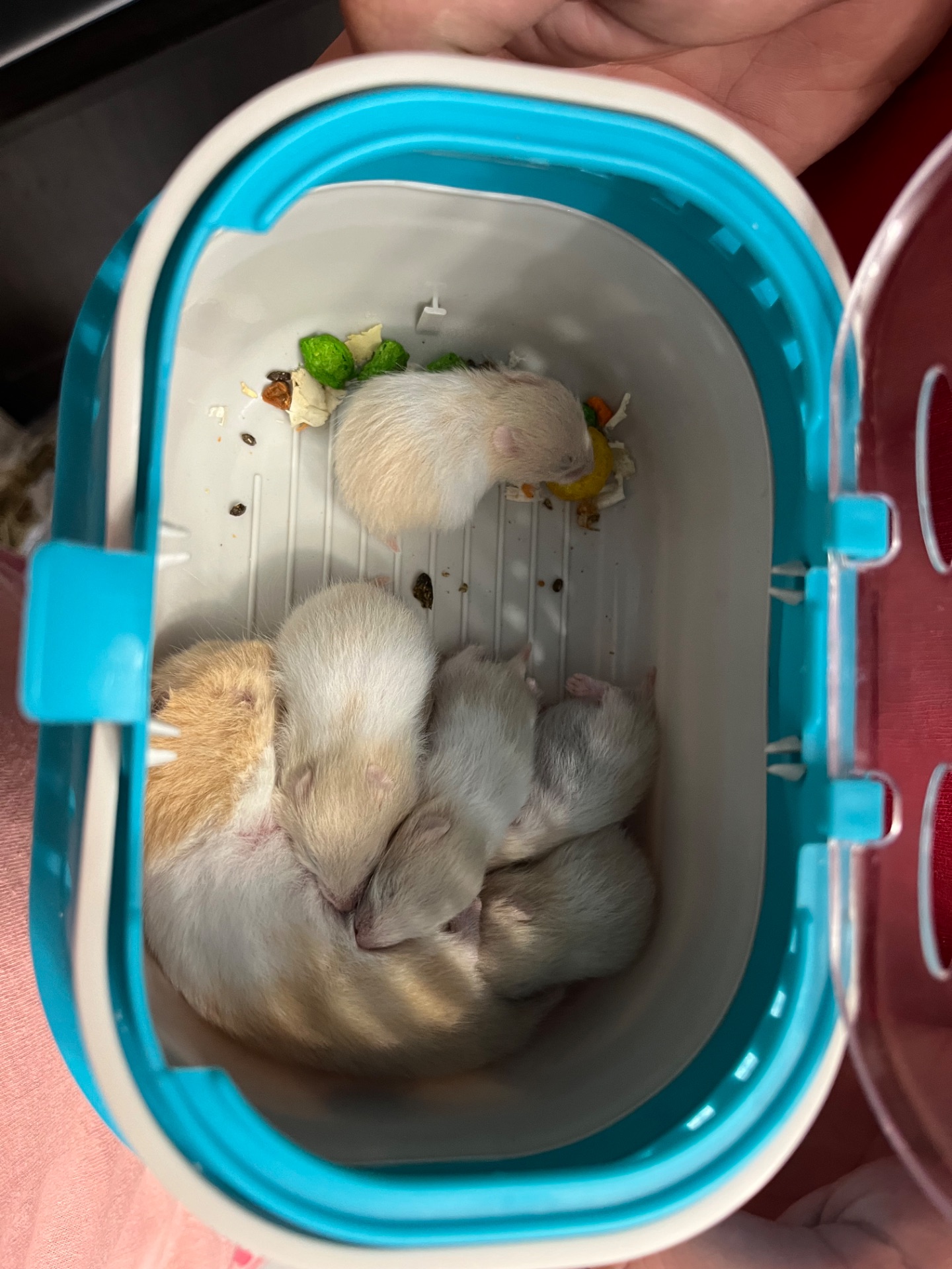 Сирийские хомячки
