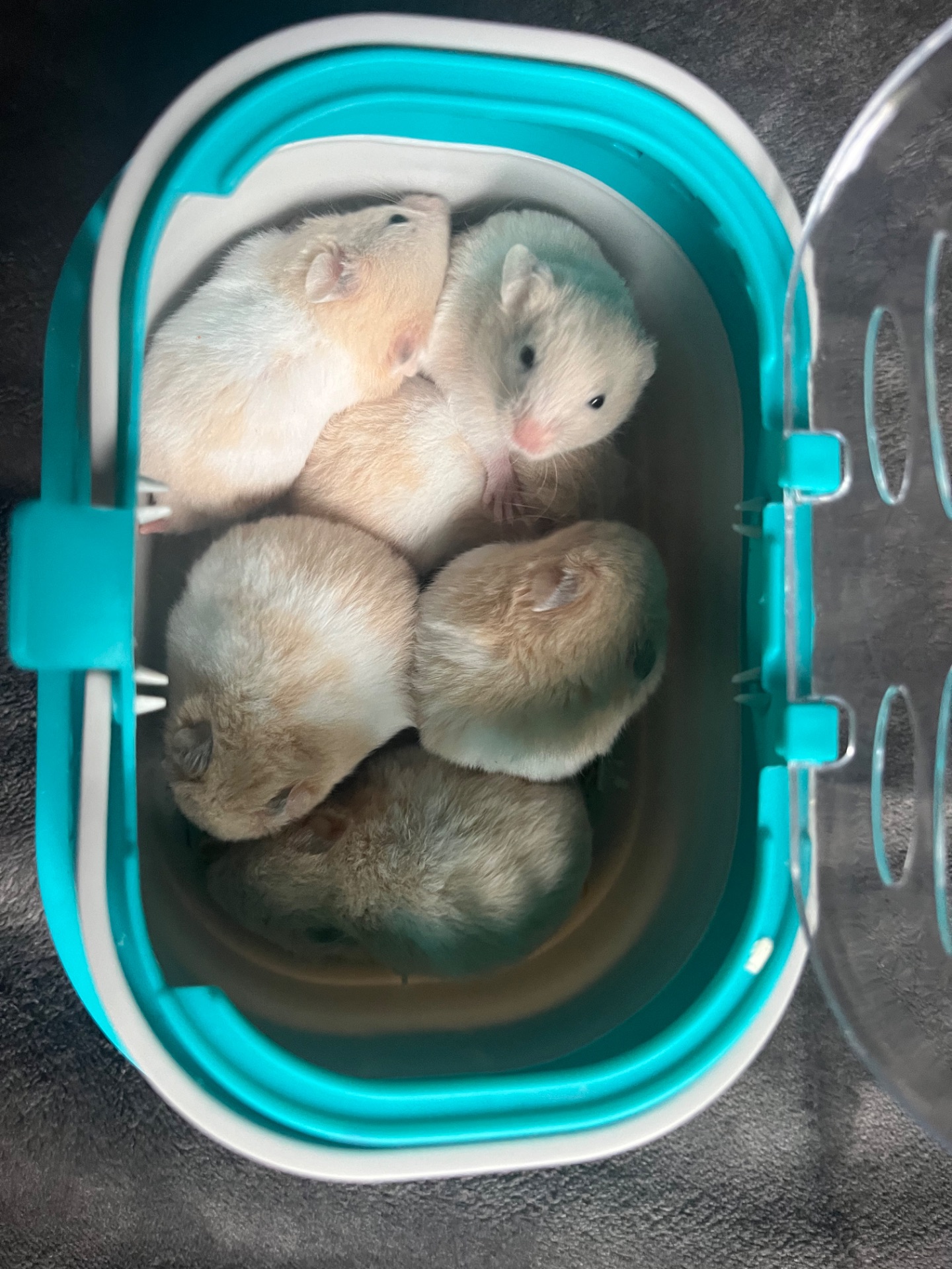 Сирийские хомячки