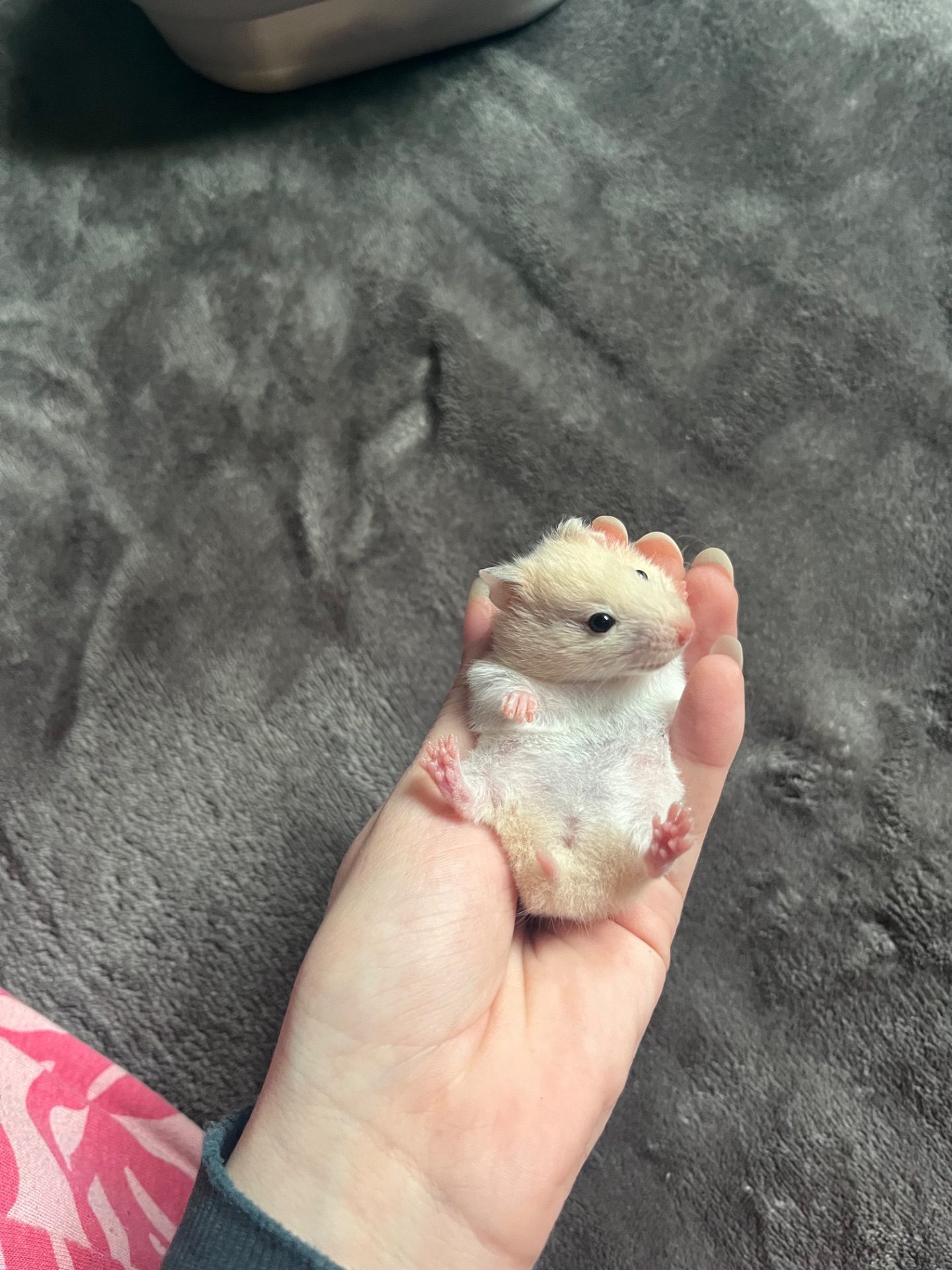 Сирийские хомячки