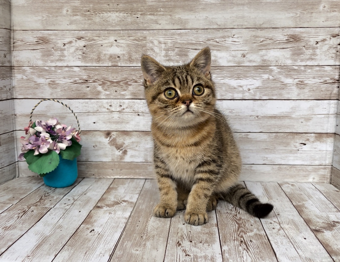 Британский мальчик. Питомник