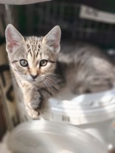 Кошеня
