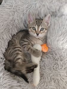 Кошеня