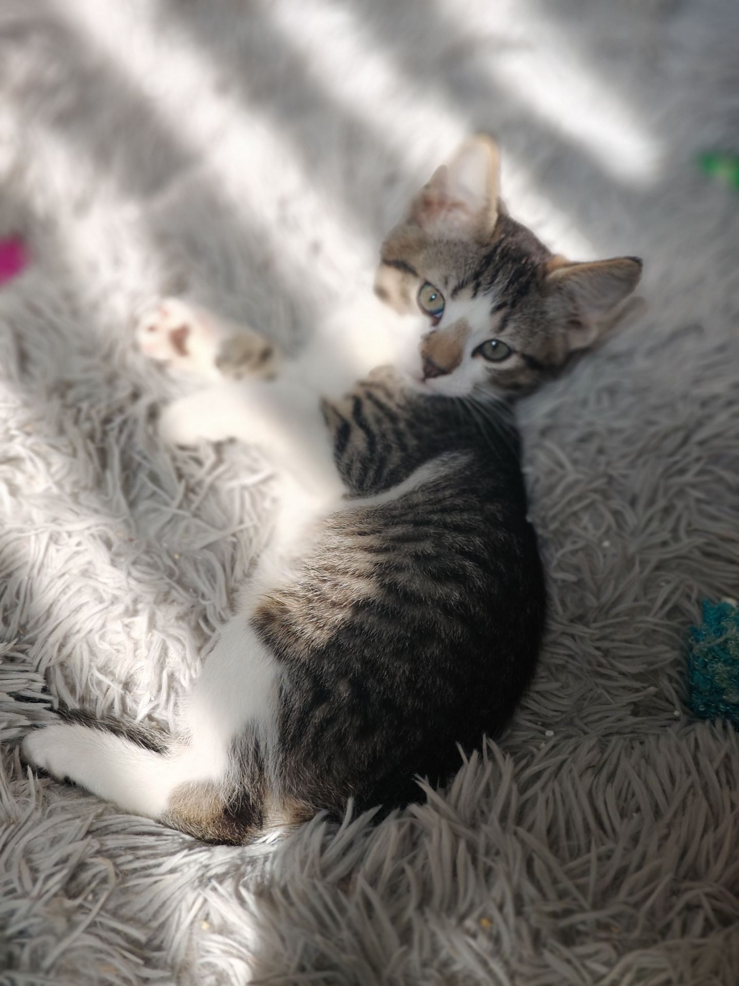 Кошеня
