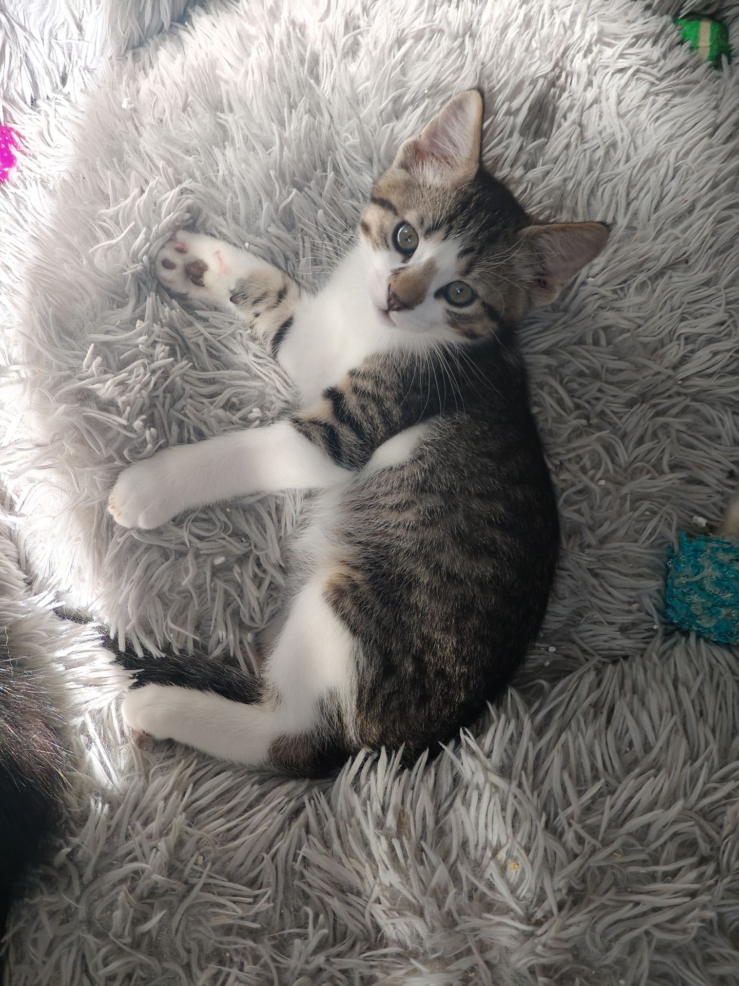 Кошеня