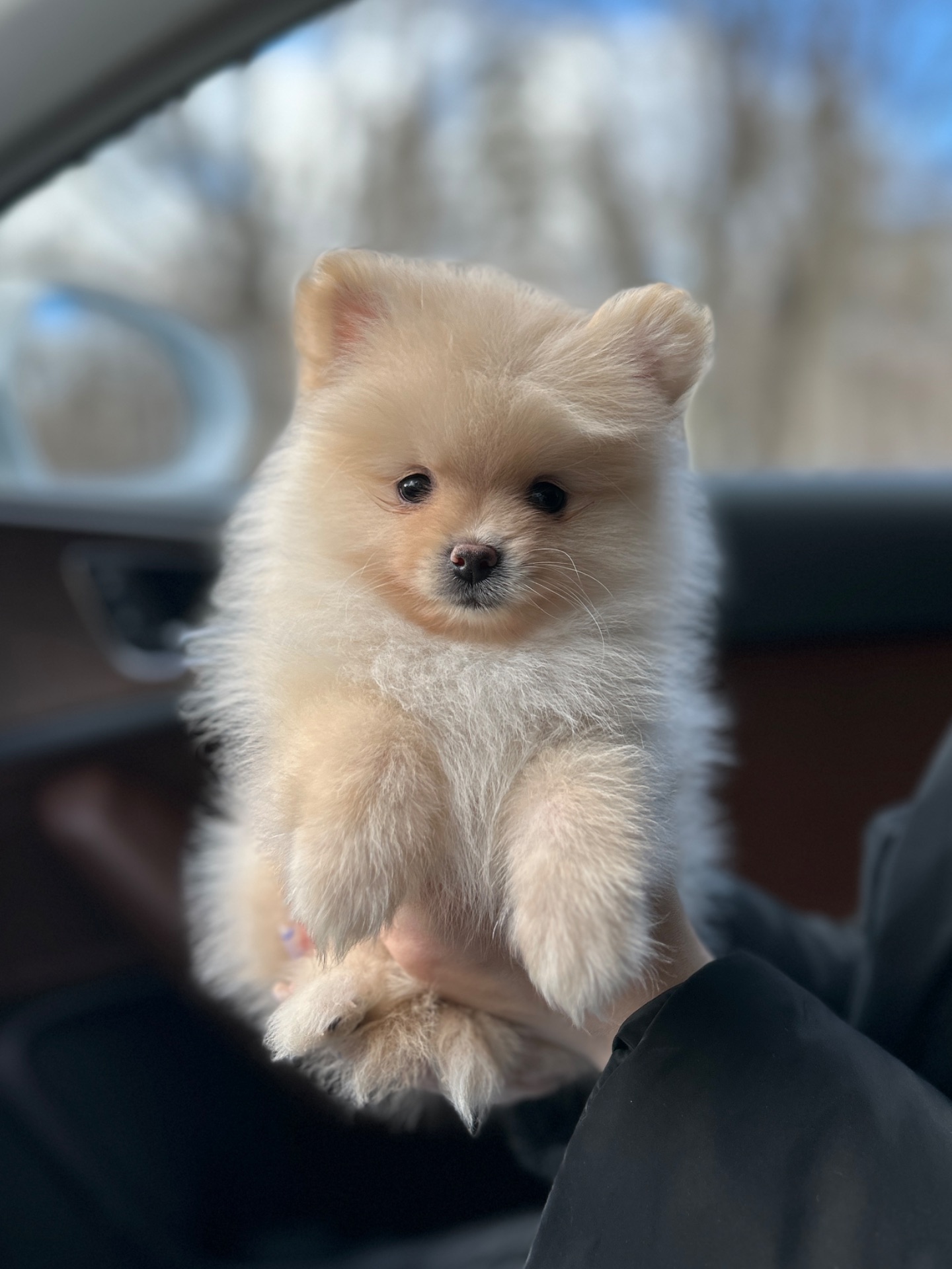 Мальчик померанский шпиц
