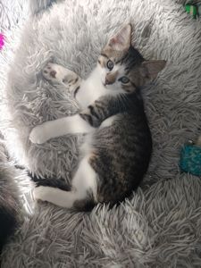 Кошеня
