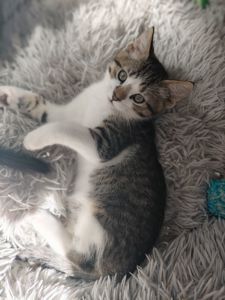 Кошеня