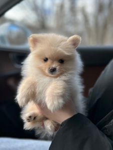 Мальчик померанский шпиц
