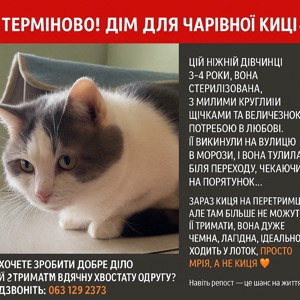 Кішка в добрі руки