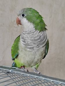 Монах