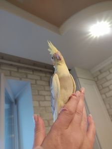 Корела