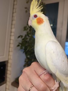 Корела