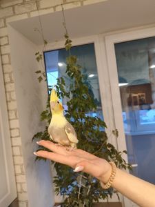 Корела