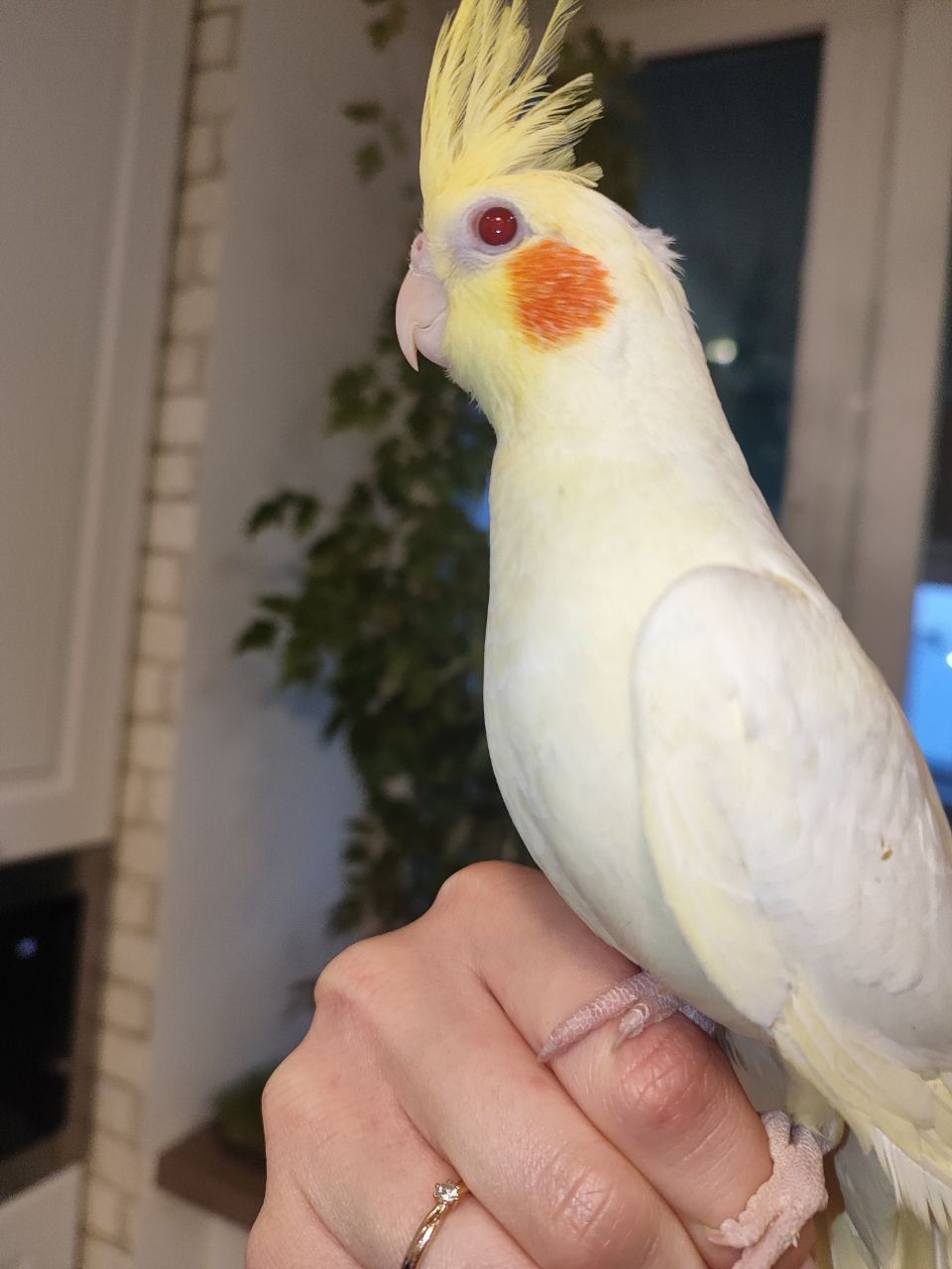 Корела