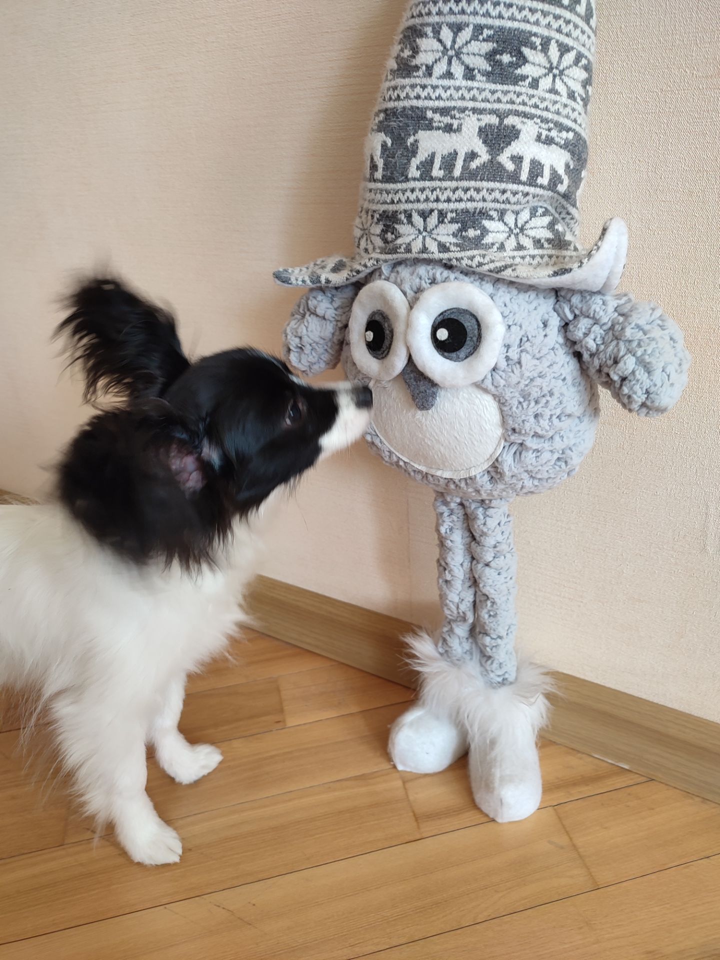 Цуценя папійон