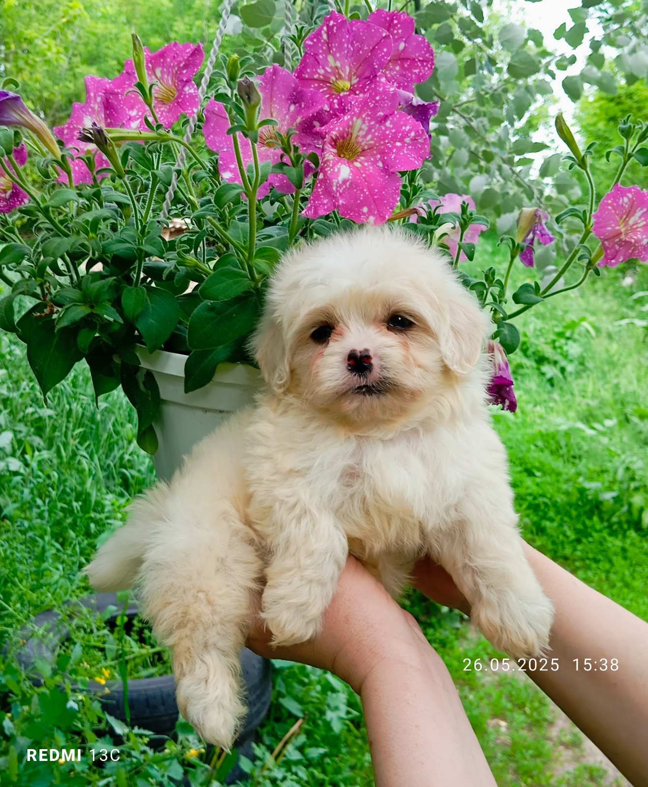 Мільтіпу - мініатюрний хлопчик