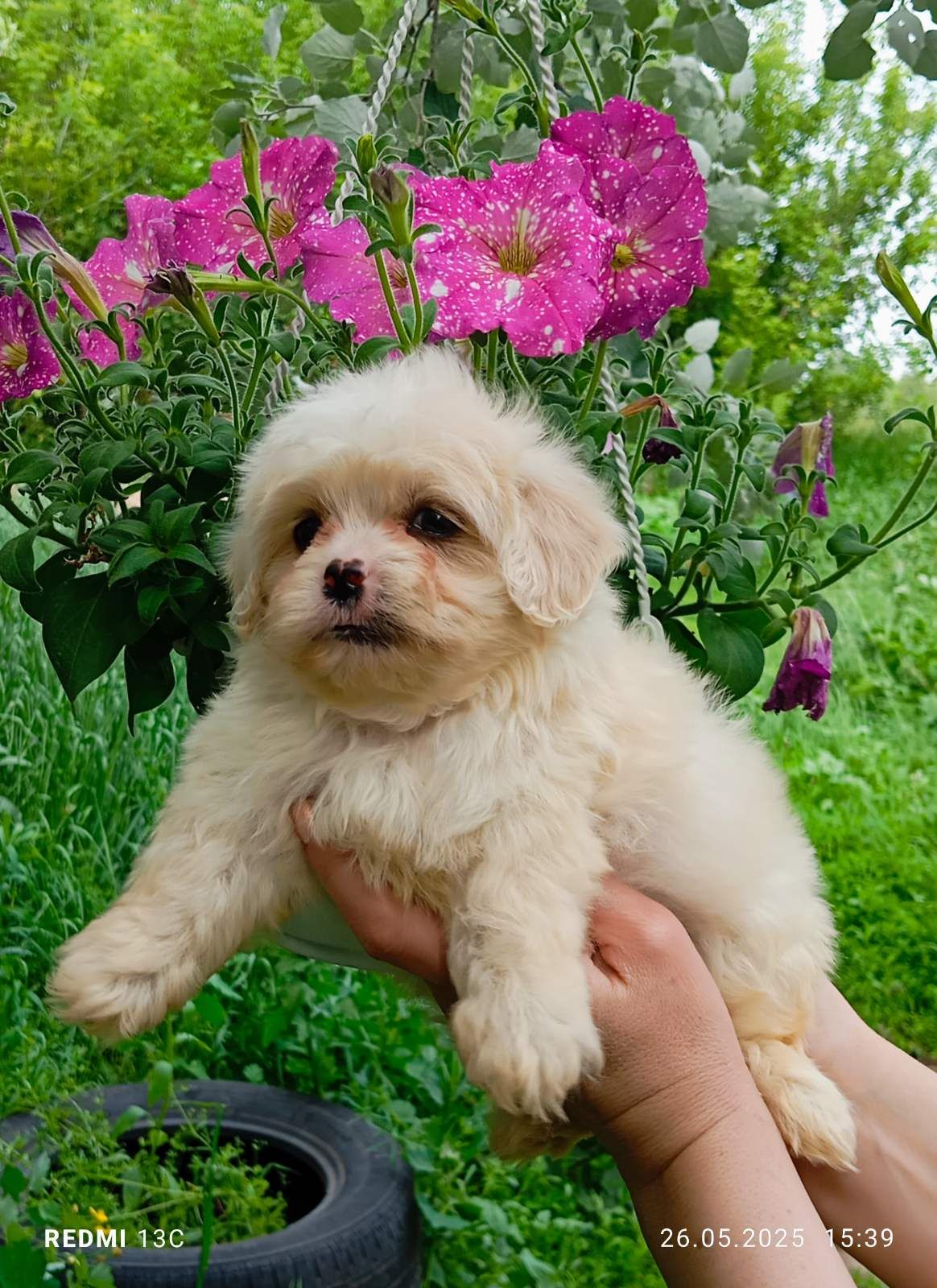 Мільтіпу - мініатюрний хлопчик