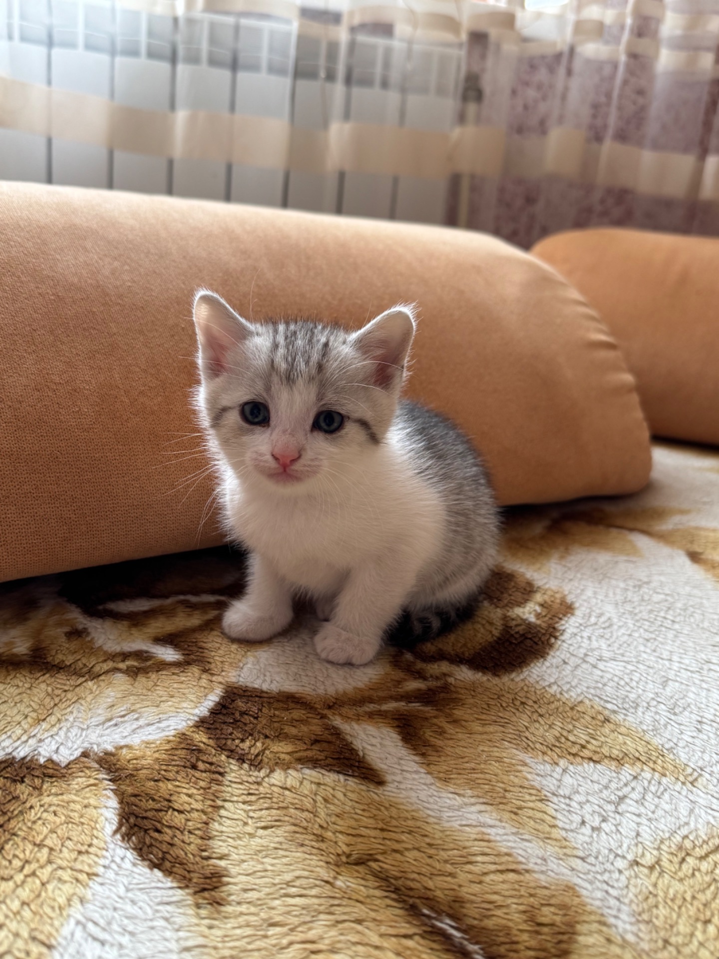 Кошенята хлопчики