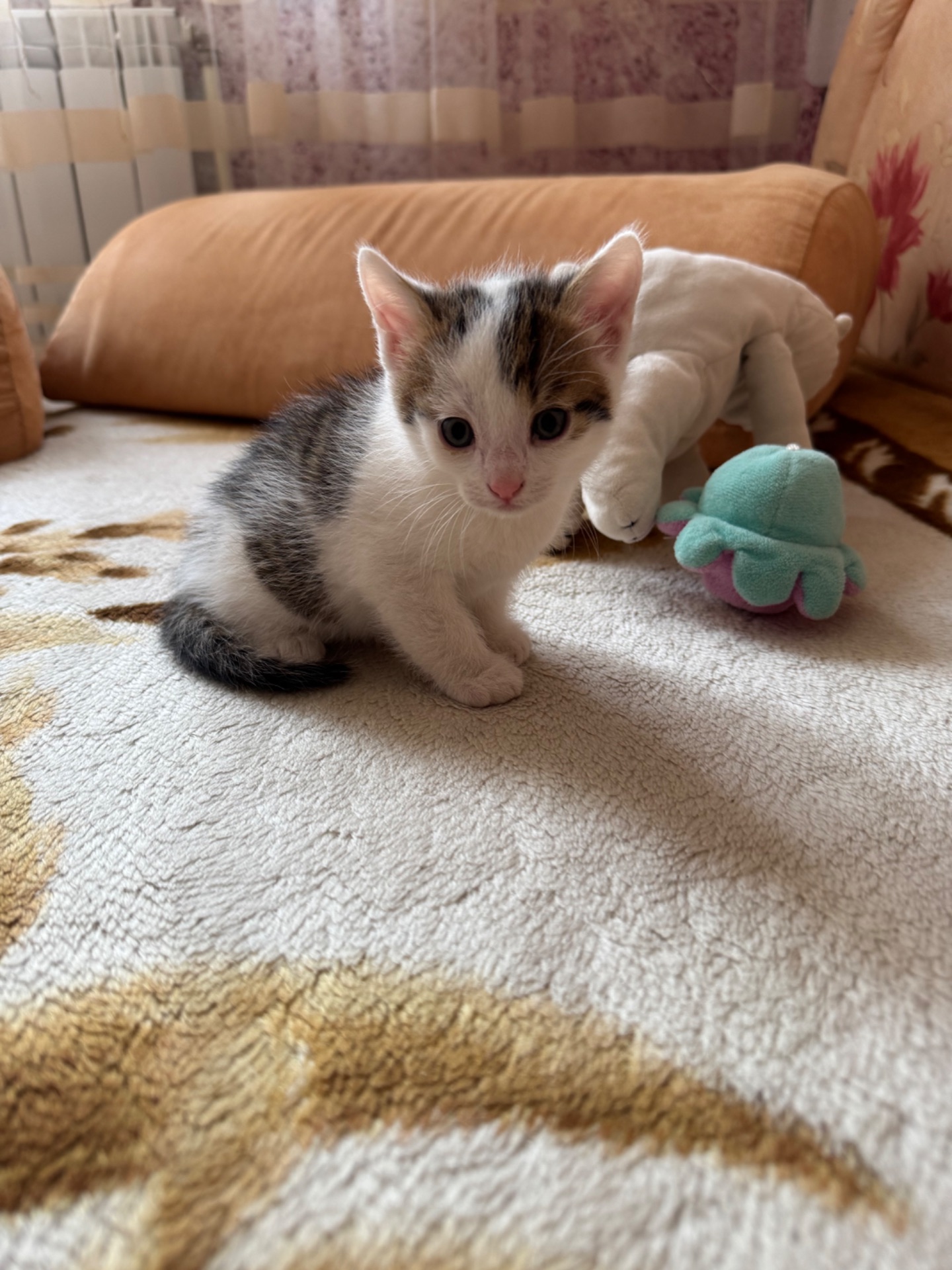 Кошенята хлопчики
